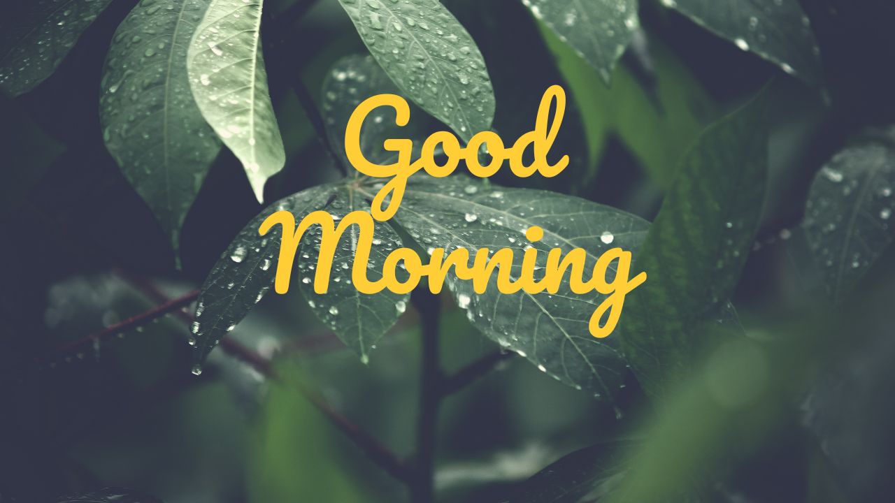 149 Good Morning Wishes for WhatsApp: Quotes, Shayari, Messages